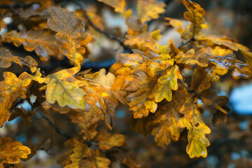 Nature, landscape and leaves on tree in forest for environment, ecosystem and ecology in autumn. Natural background, foliage and closeup in woods for terrain, location and branch in countryside