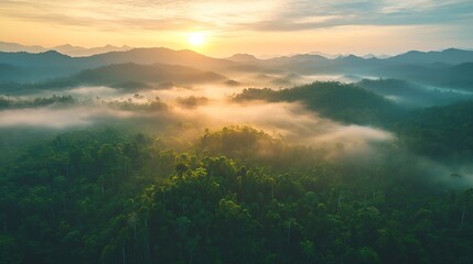Poster - Aerial top view forest tree Rainforest ecosystem and healthy environment concept background Texture of green tree forest view from above Beautiful sunrise over the mountains of western : Generative AI