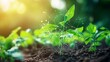 © fotofabrika - New plants growing in soil illuminated by sunlight, showcasing the importance of nurturing and technology in agriculture