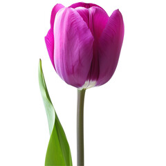 Wall Mural - A vibrant purple tulip isolated on a transparent background