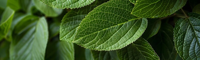 Canvas Print - Green leaves of blueberry. 