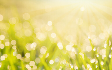Wall Mural - Shiny nature background with abstract sunlight glitter and blurred green grass
