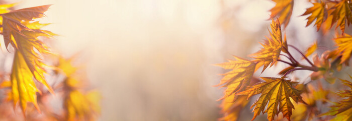 Wall Mural - Autumn background border. Fall banner with orange leaves and sunny bokeh