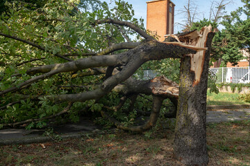 Wall Mural - trees felled and trunks broken by strong gusts of wind on the city, extensive damage caused by the c