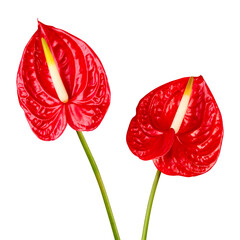 Sticker - PNG red laceleaf flower sticker