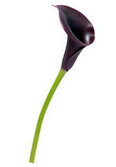 Wall Mural - PNG purple calla lily flower sticker