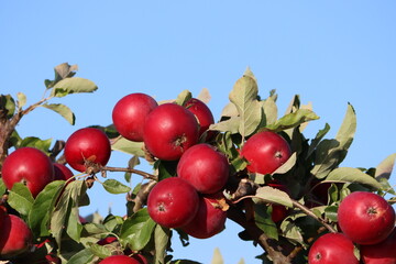 Poster - Sweden. Malus prunifolia is a species of crabapple tree known by the common names plumleaf crab apple, plum-leaved apple, pear-leaf crabapple, Chinese apple and Chinese crabapple. 