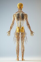 Human Nervous System Anatomy