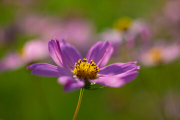 Aufkleber - Gentle flower cosmos. The picture was taken in the warm rays of the evening Sun.