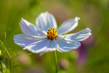 Fototapete - Cosmos in rays of setting sun. The picture was taken in the warm rays of the evening Sun.