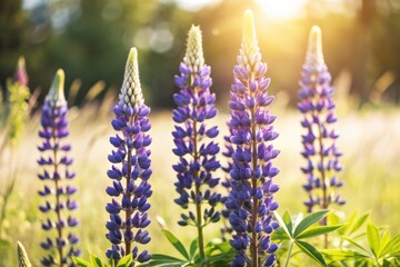 Wall Mural - Delicate purple lupine flowers bloom in a vibrant field, their tall spikes swaying gently in the breeze, surrounded by lush green foliage and soft focus background.