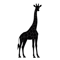 Poster - Tall black silhouette of a giraffe standing with elongated neck isolated on transparent background 