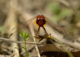 Feuer-Libelle, Scarlet Dragonfly.