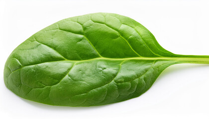 green spinach leaf isolated on white