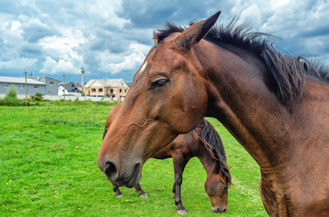 Head of brown horse in profile, close-up. Horses on flower meadow. Cumulus gray clouds background.