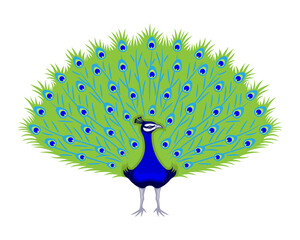 Sticker - Peacock bird with beautiful feathers on white background.