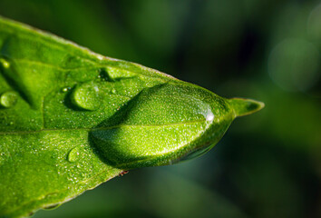 Wall Mural - Macro image of water droplets on  green leaves, close-up of rainy season drops rainwater on the grass