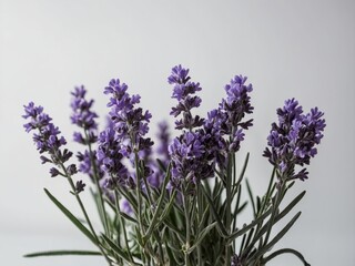 A close up of blooming lavender flowers captured against a light grey background