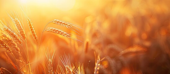 Canvas Print - ripe wheat ear during the golden hour. Copy space image. Place for adding text and design