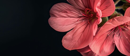 Poster - Close up of a geranium flower. Copy space image. Place for adding text and design