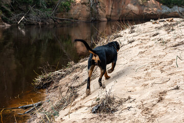 spring walk with the dog, sandy river bank, old last year's grass, nature without greenery, spring