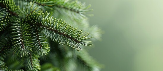 Canvas Print - Close up of a fir tree branch Shallow depth of field Close up of a pine branch Concept for Christmas wallpaper Copy space