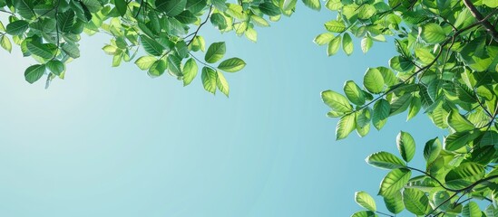 Poster - Low angle shot upward view of green leaves and tree branches against a clear blue sky with copyspace