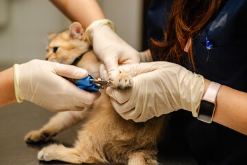 A cat came to the animal clinic for a check-up