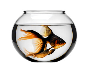    Gold fish in a fishbowl