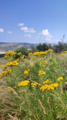 Wall Mural - yellow mountain flowers