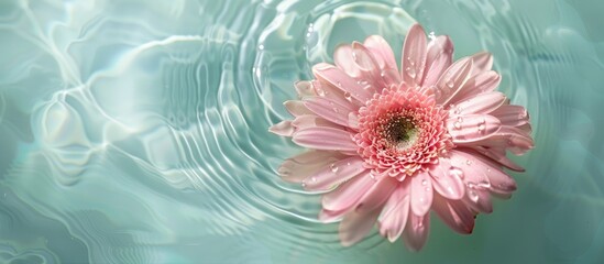 Poster - Pink flower in water against a pastel background with copyspace top view