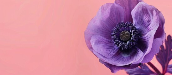 Wall Mural - Banner featuring purple spring flower Poppy Anemone Anemone coronaria set against a pink background with copy space