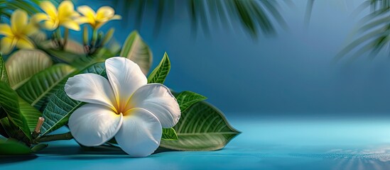 Sticker - Art and a background image of a white frangipani flower a plant found in tropical landscapes are set on a blue walkway with copyspace