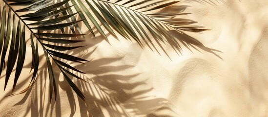 Wall Mural - Palm leaf shadow on sand from above copy space Summer backdrop Palm leaf shadow on sand from above copy space