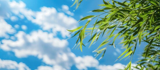 Poster - Willow matsudana Chinese willow set against a sky filled with white clouds Selective focus with copy space