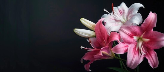 Wall Mural - Bright pink and white Belladonna lily blooms. Copy space image. Place for adding text and design