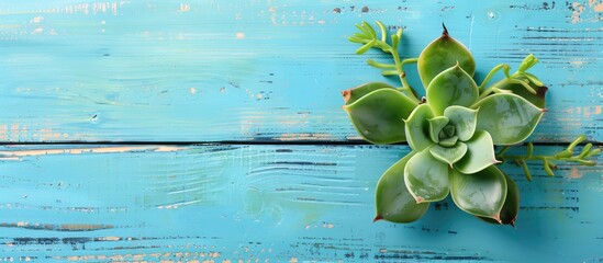 Poster - Word home and green graptopetalum succulent plant on a blue wooden background copyspace Top view flat lay Concept of home