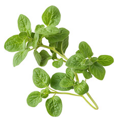 oregano leaves isolated on a white background.