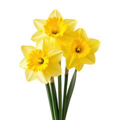 yellow daffodils in full bloom isolated on a white background.