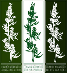 Wall Mural - Drawing COMMON WORMWOOD. Hand drawn illustration. Latin name is ARTEMISIA ABSINTHIUM L.