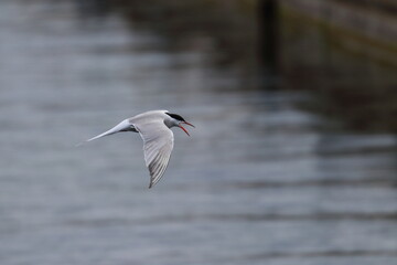 Common tern