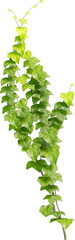 Wall Mural - Front view of climbing Ivy plant - Hedere Helix