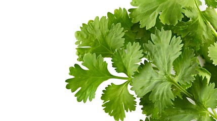 Fresh coriander leaves isolated on white background