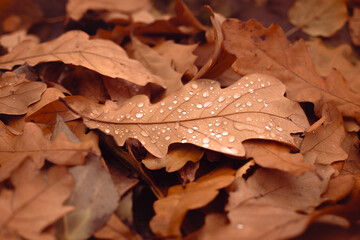 Wall Mural - Single leaf on the ground with dew drops, autumn wallpaper