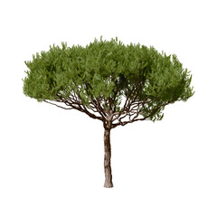 pinus pinaster, the maritime pine or cluster pine, is a pine tree native to the south atlantic europ