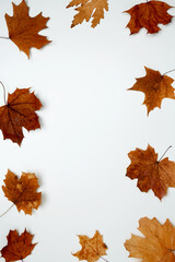 Wall Mural - Golden orange autumn leaves of maple tree on white background. Top view. Copy space