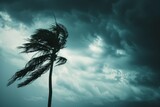 A palm tree battered by strong winds against a dark, stormy sky, capturing the intense power and drama of an approaching storm or hurricane.