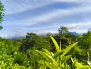 Tea leaf on a day with a clear blue sky 