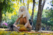© kamonrat - Woman Lying on Blanket in Park Lifting Adorable Pomeranian Dog on Legs Amidst Yellow Leaves and Green Trees on a Bright Day.