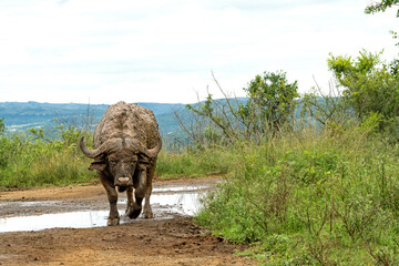 Wall Mural - Old Affrican Buffalo (Syncerus caffer) bull walking after a mud bath in Hluhluwe Imfolozi National Park in South Africa